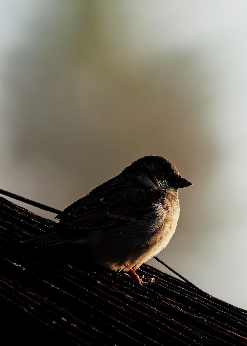 House Sparrow - ML645499585