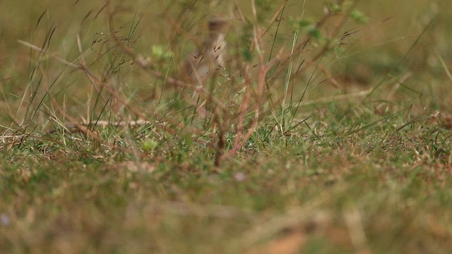 Tawny Pipit - ML645499587