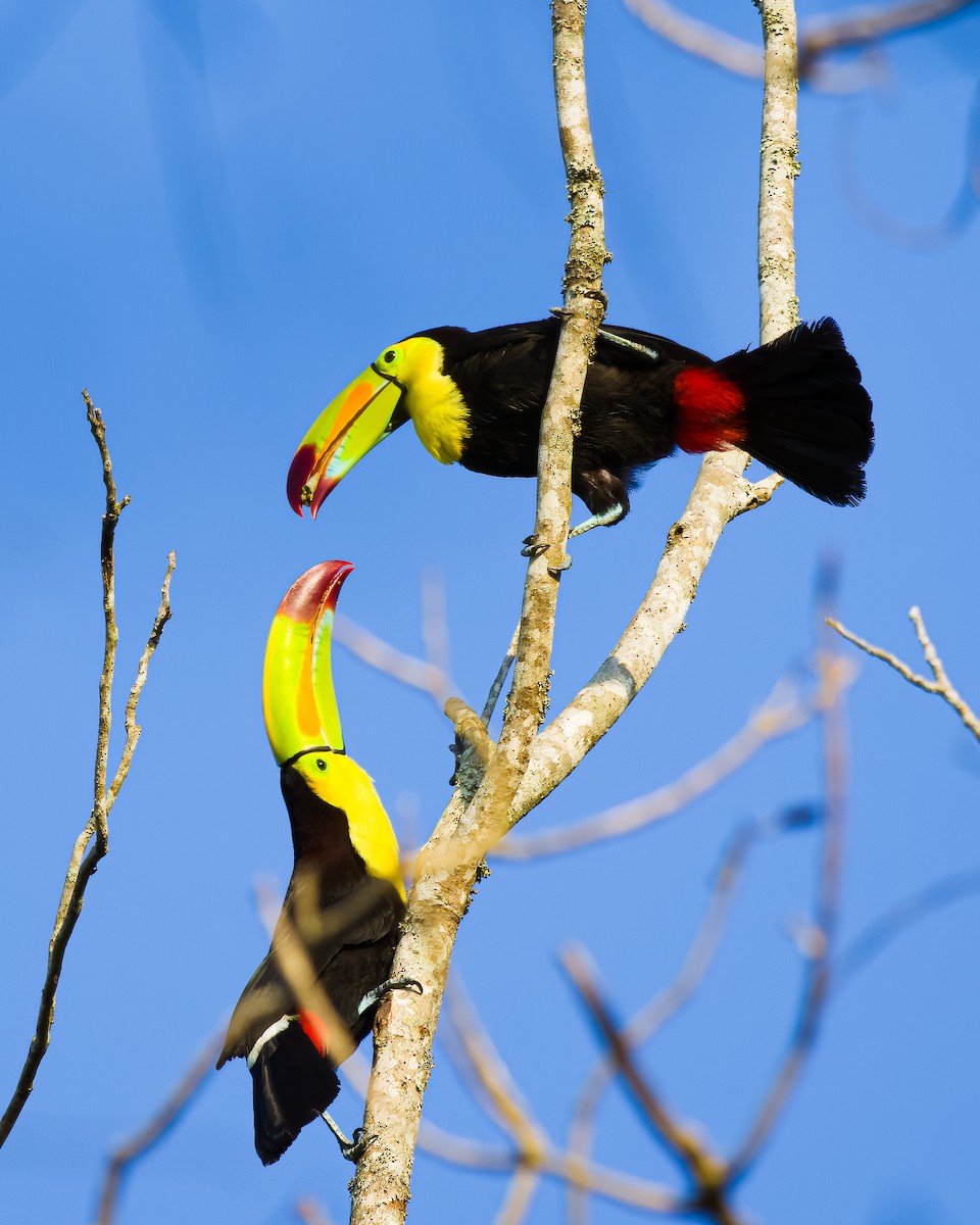 Keel-billed Toucan - ML645499588