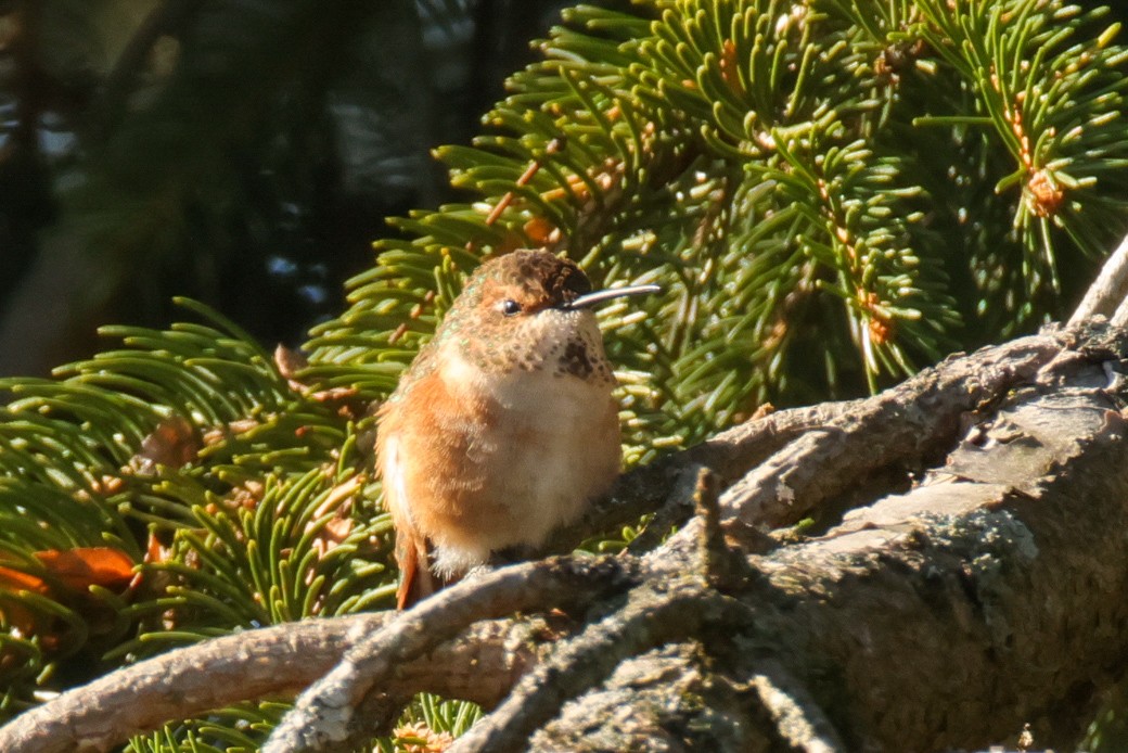 Rufous Hummingbird - ML645499589