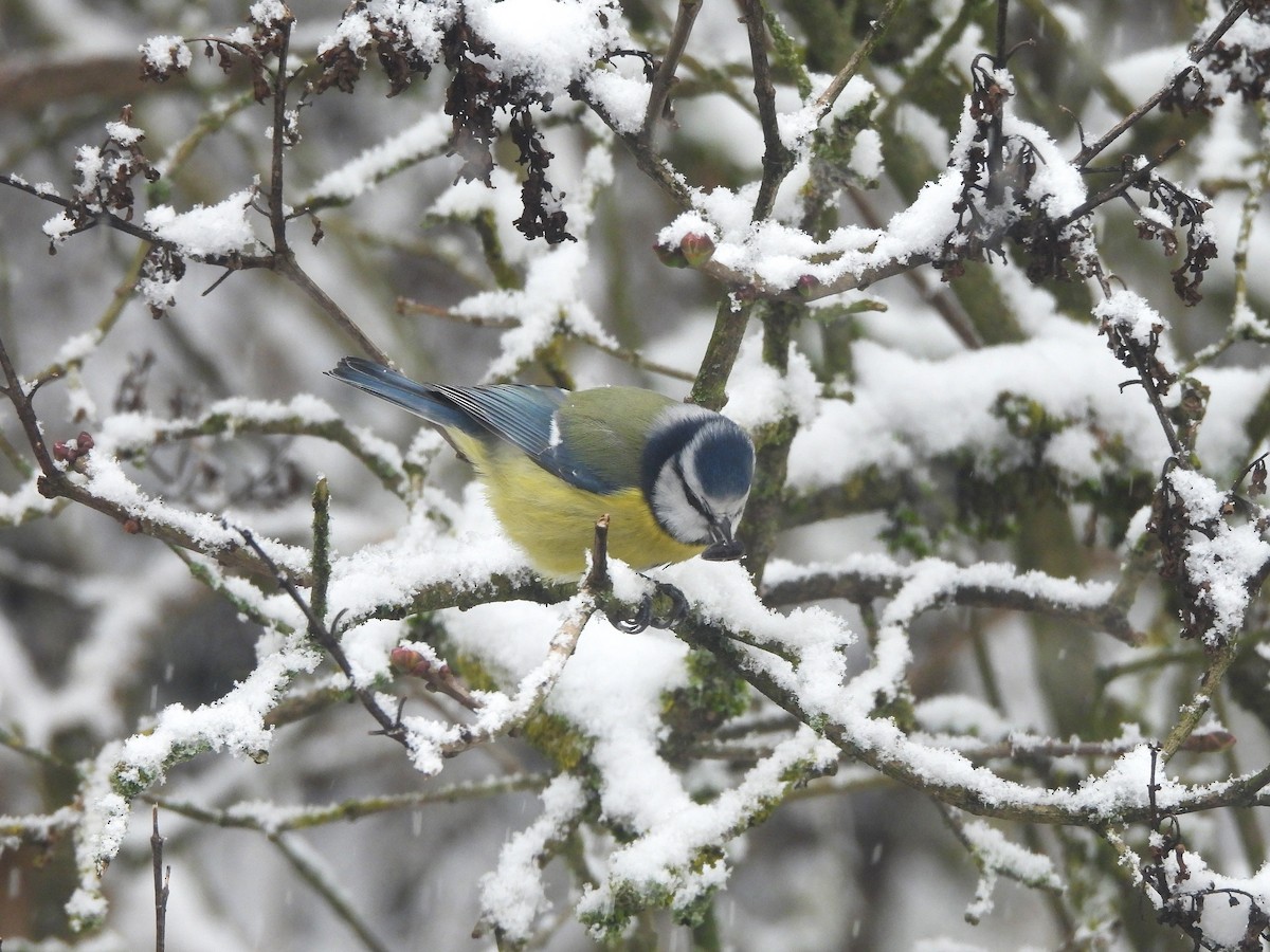 Eurasian Blue Tit - ML645499591