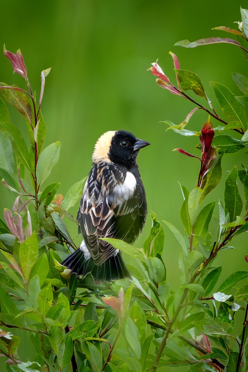 Bobolink - ML645499595
