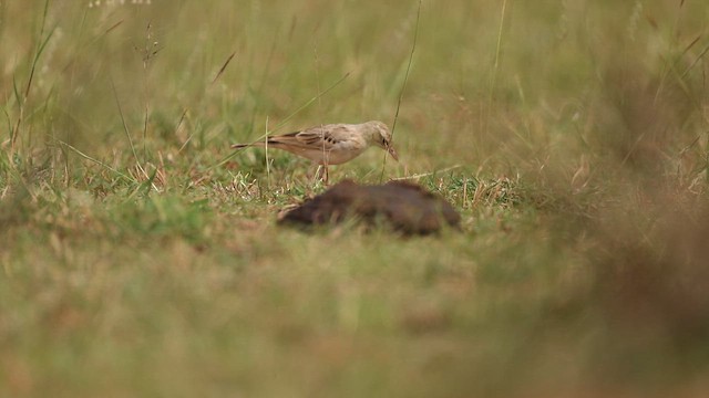 Tawny Pipit - ML645499597