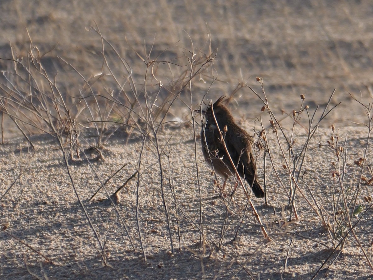 Crested Lark - ML645499598