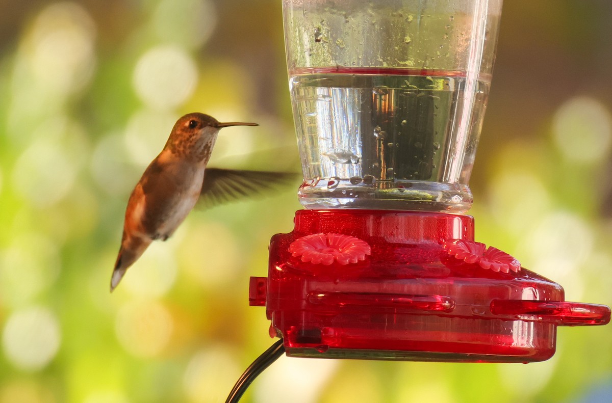 Rufous Hummingbird - ML645499599