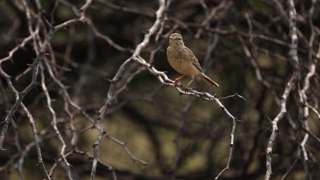Tawny Pipit - ML645499600