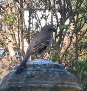 Northern Mockingbird - ML645499601