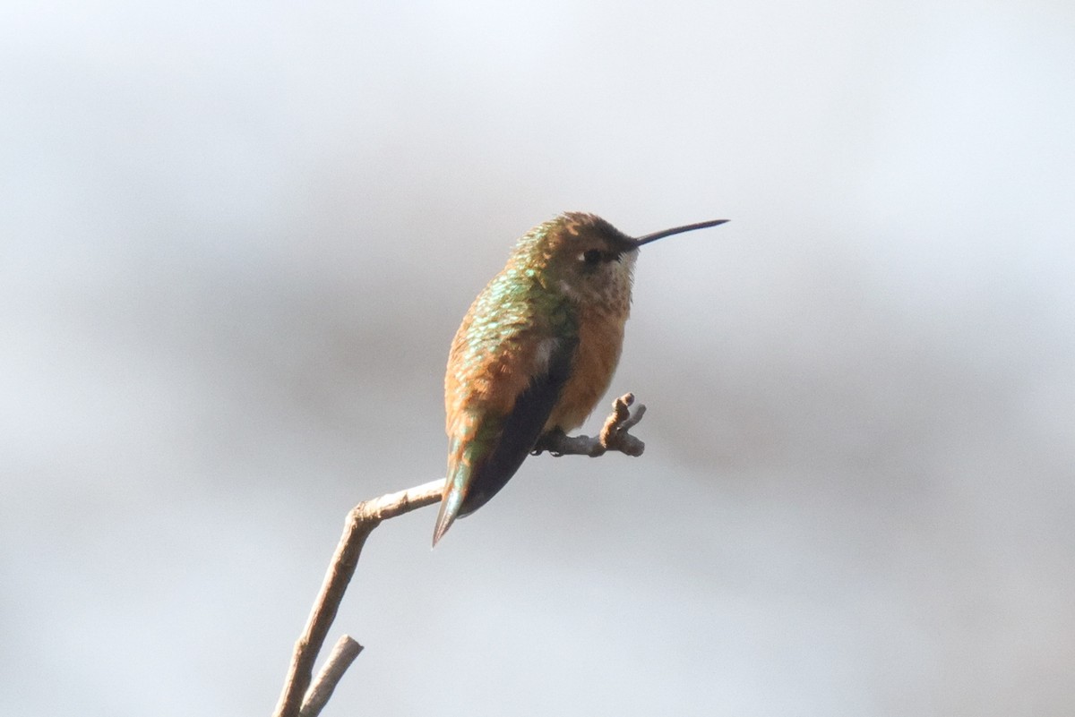 Rufous Hummingbird - ML645499602
