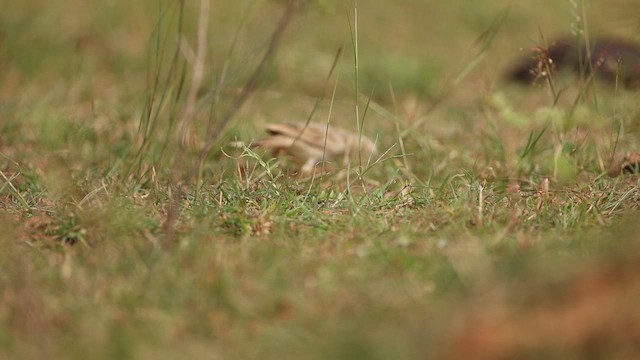 Tawny Pipit - ML645499603