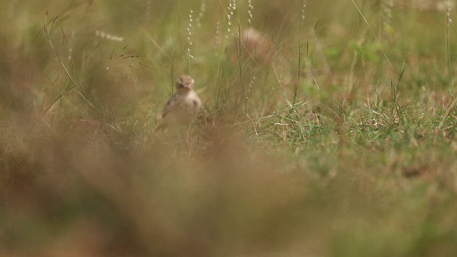 Tawny Pipit - ML645499607