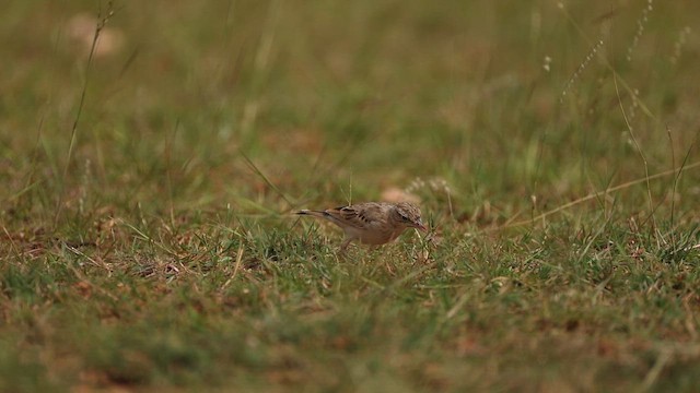 Tawny Pipit - ML645499616