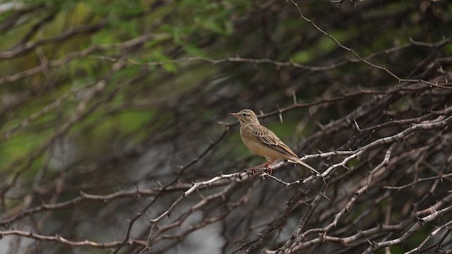 Tawny Pipit - ML645499617