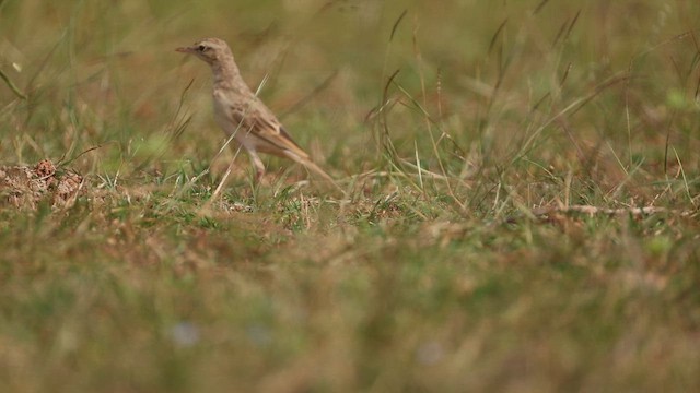 Tawny Pipit - ML645499618