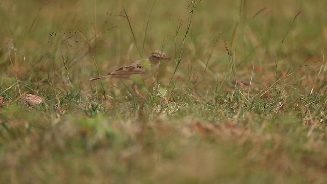 Tawny Pipit - ML645499622