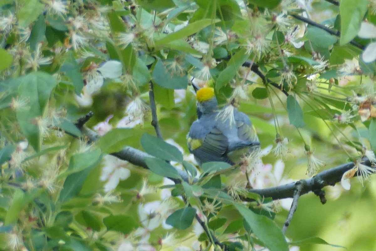 Paruline à ailes dorées - ML645499633