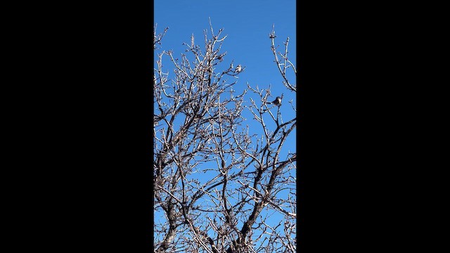 Bushtit - ML645499643