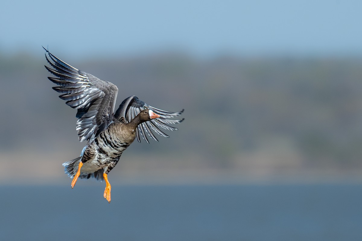 Greater White-fronted Goose - ML645499650