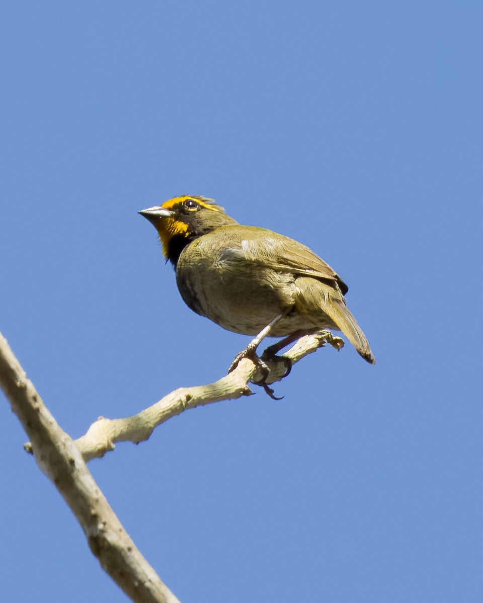Yellow-faced Grassquit - ML645499666