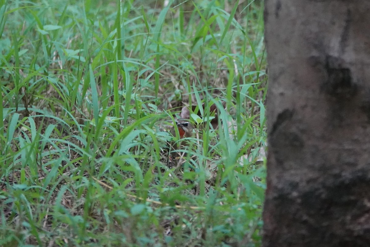 bramborníček sibiřský - ML645499667