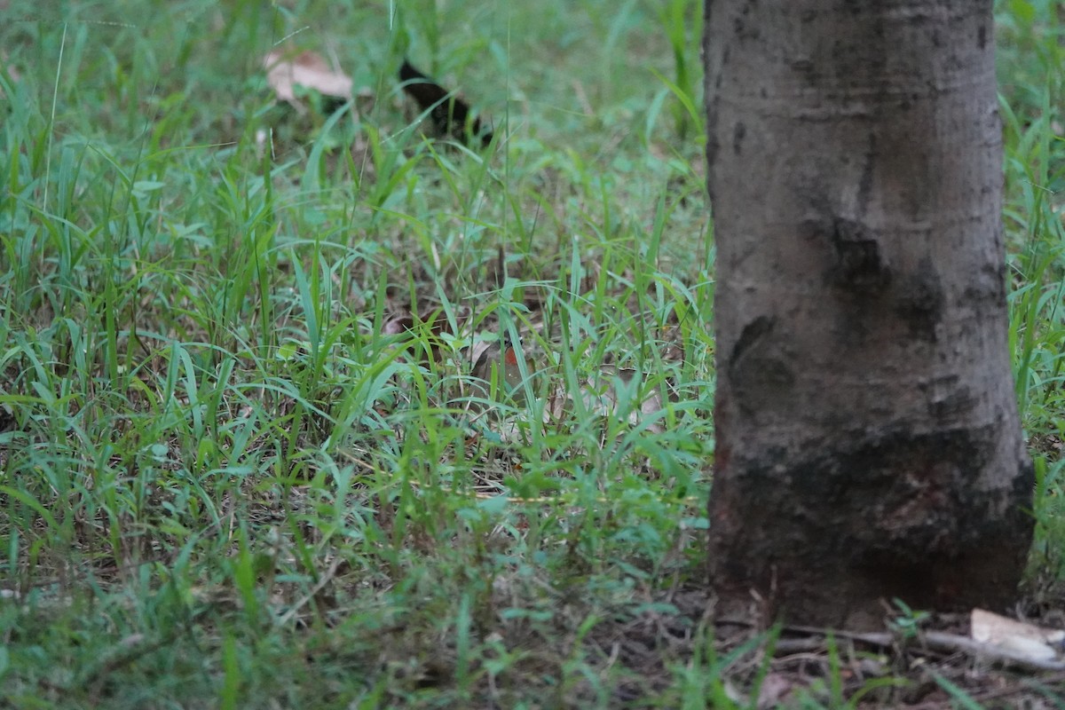 bramborníček sibiřský - ML645499668