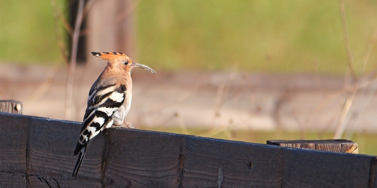 Common Hoopoe - ML645499674