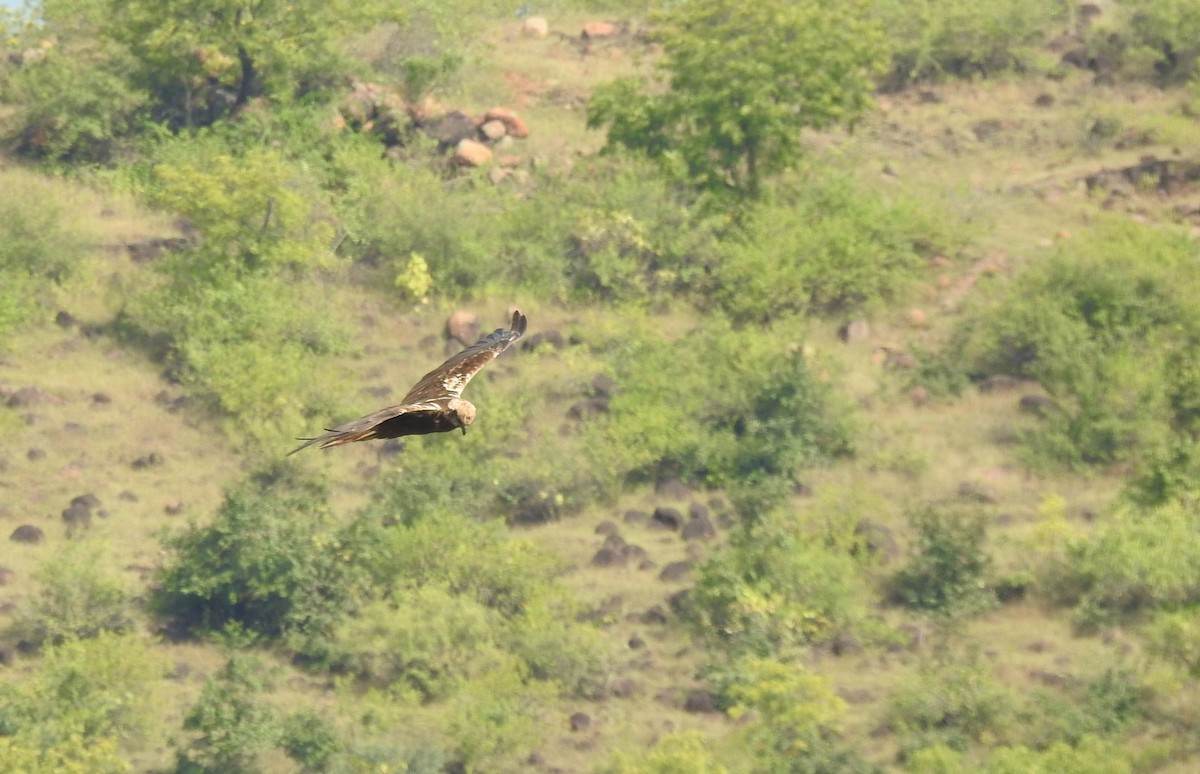 Western Marsh Harrier - ML645499681