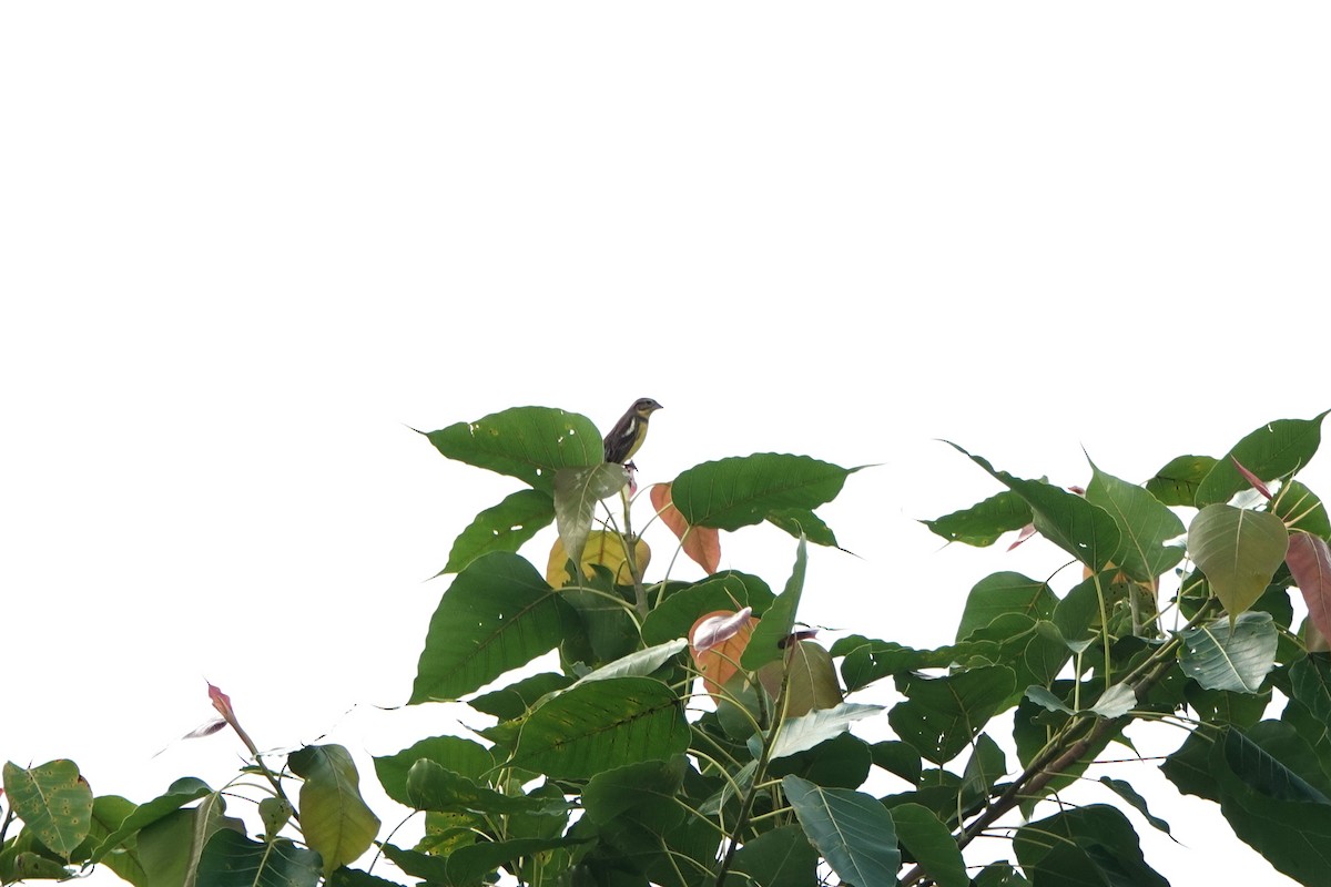 Вівсянка лучна - ML645499686