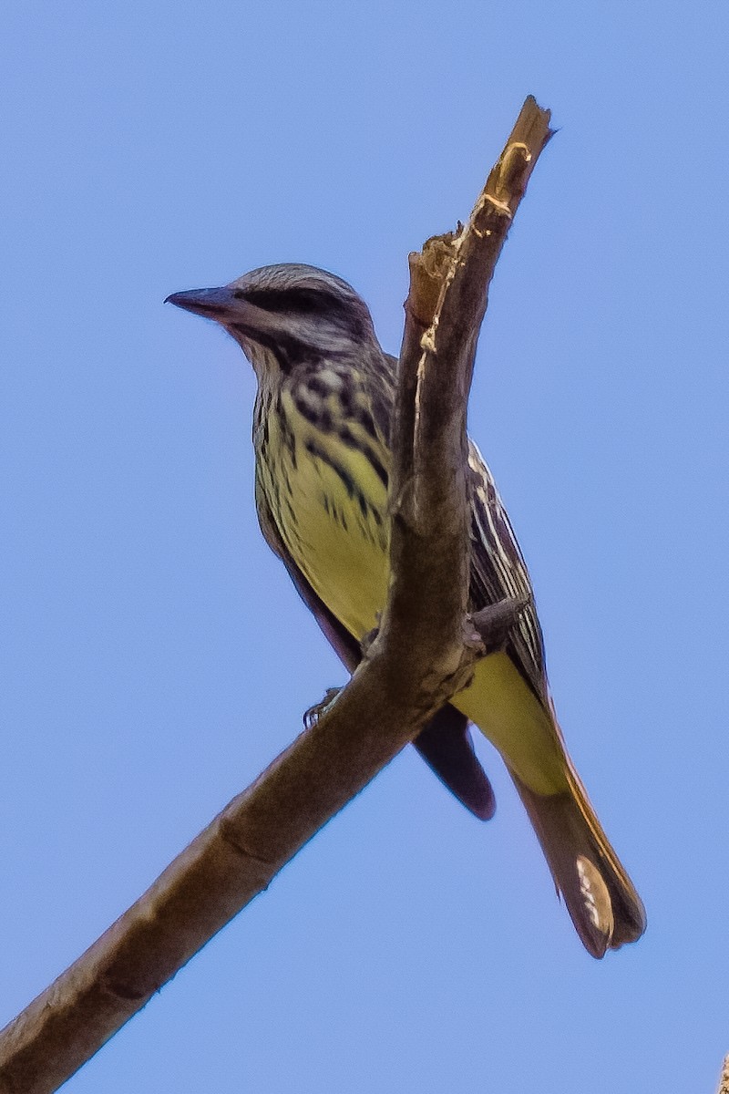 Sulphur-bellied Flycatcher - ML645499690