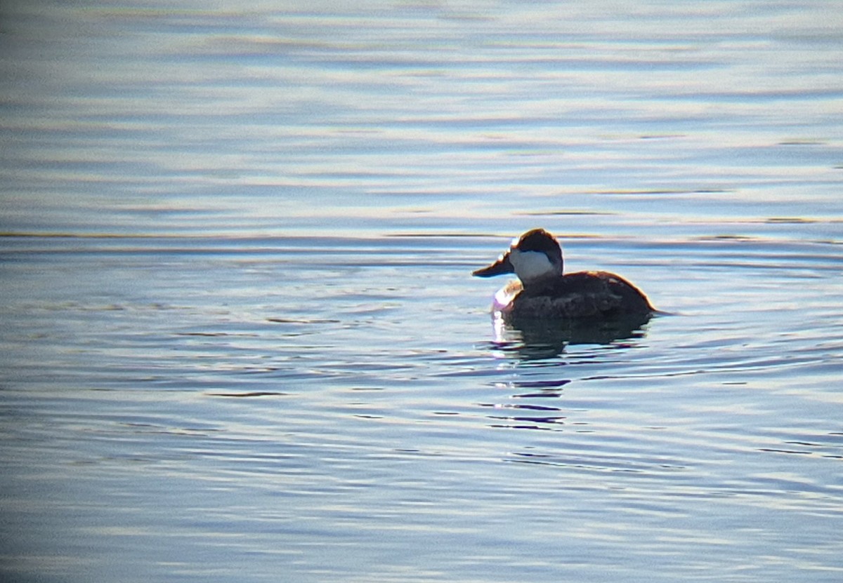Ruddy Duck - ML645499691