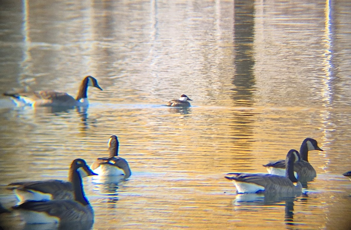 Ruddy Duck - ML645499692