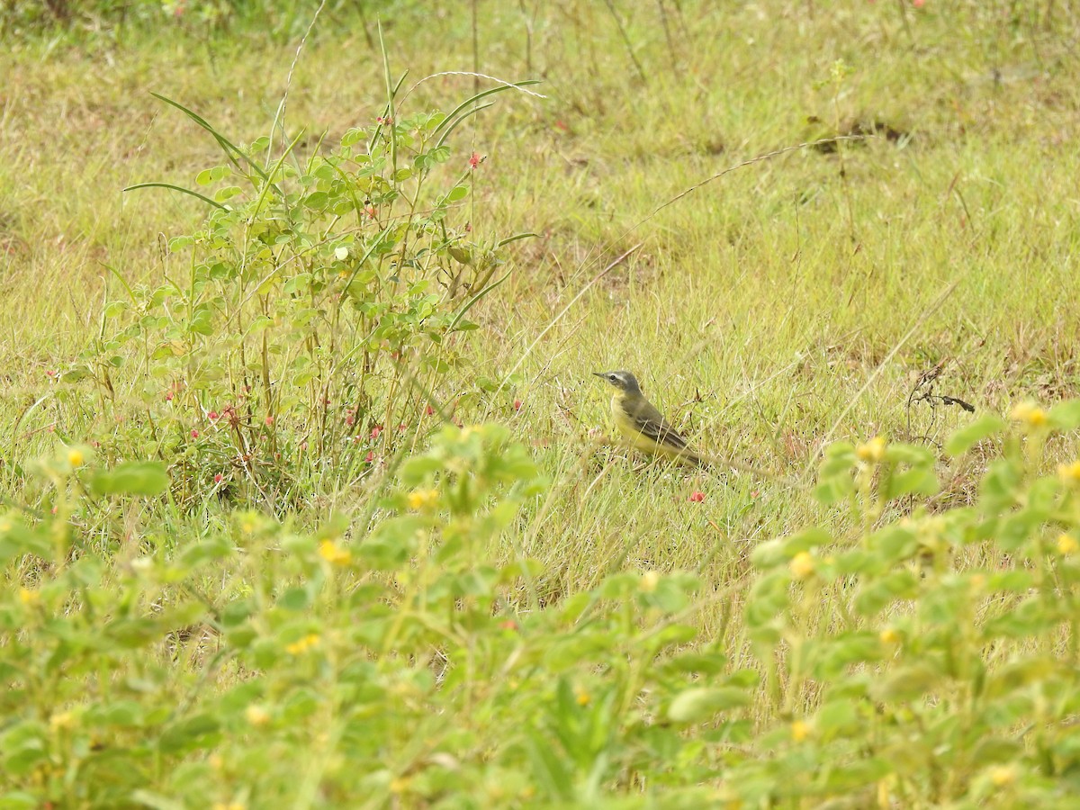 Western Yellow Wagtail - ML645499694