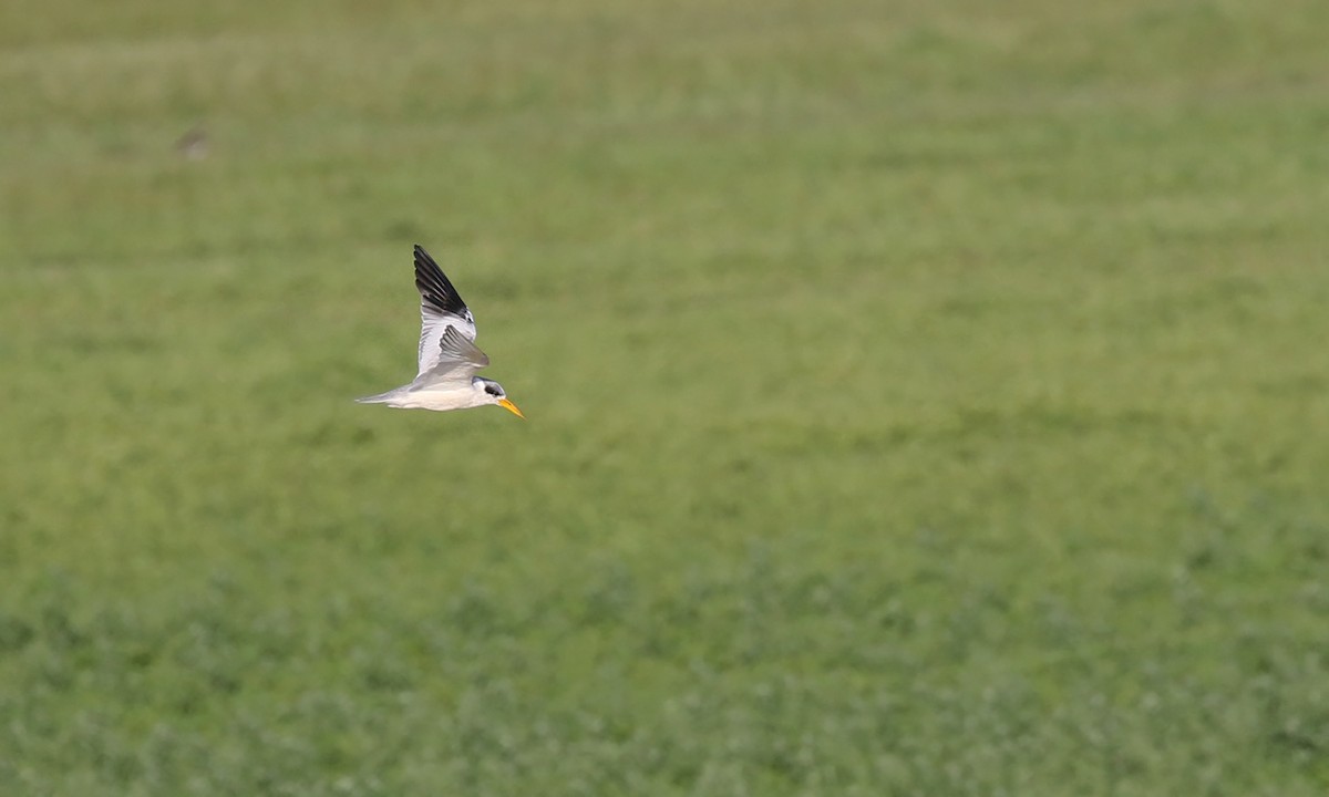 Large-billed Tern - ML645499710