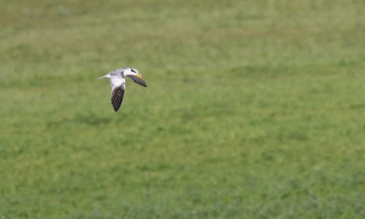 Large-billed Tern - ML645499711