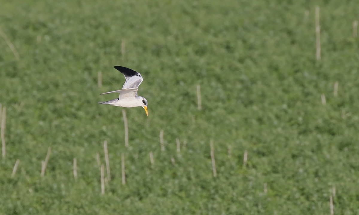 Large-billed Tern - ML645499712