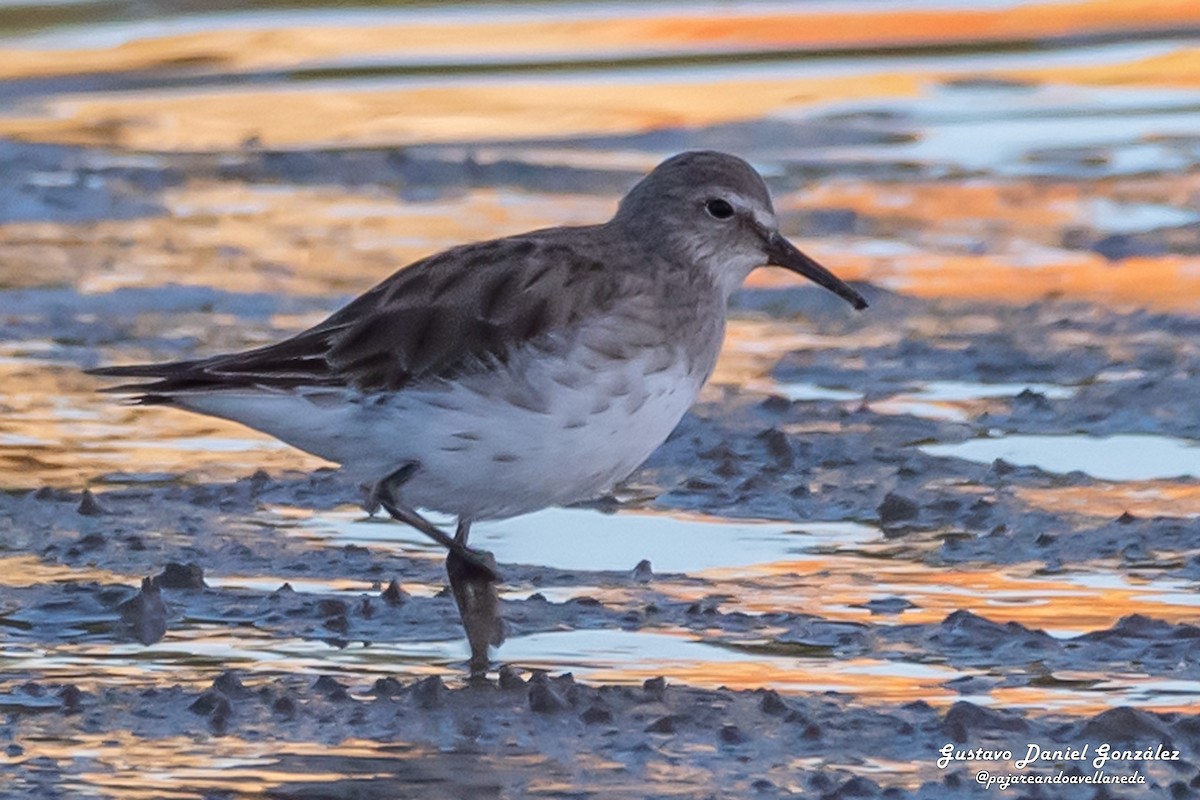Weißbürzel-Strandläufer - ML645499721