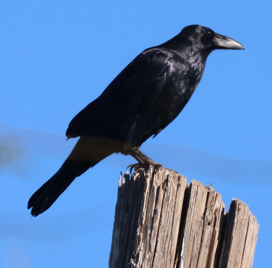 krkavec velký - ML645499728