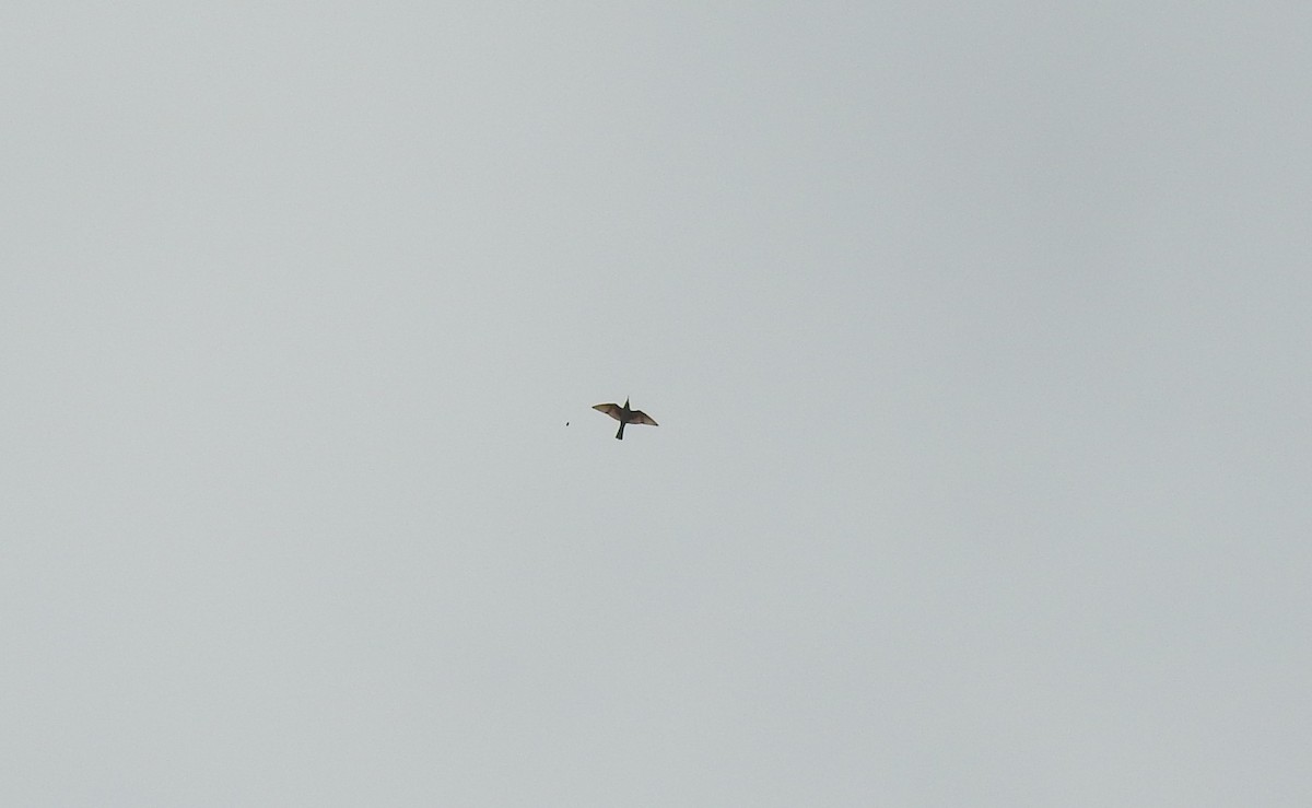 שרקרק ירוק - ML645499743