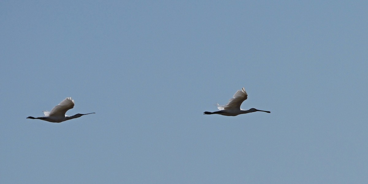Eurasian Spoonbill - ML645499745