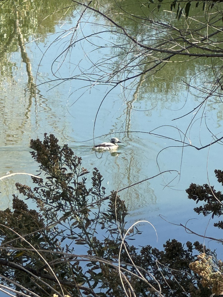 Moretta codona - ML645499750