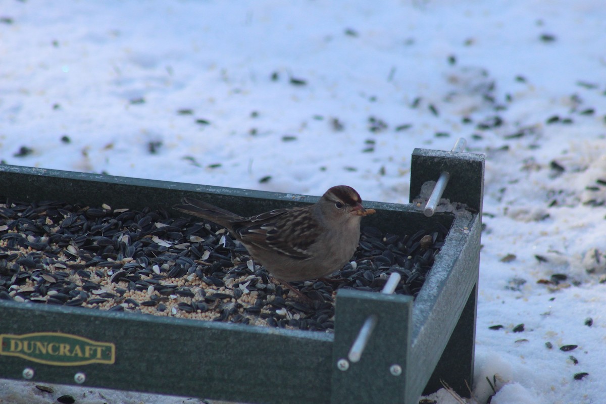 White-crowned Sparrow - ML645499763
