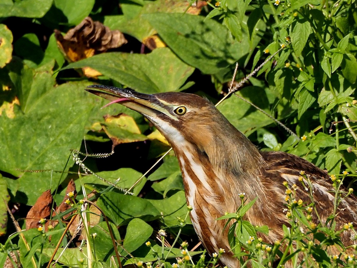American Bittern - ML645499766