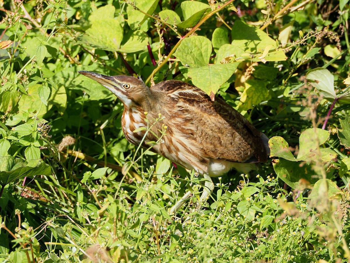 American Bittern - ML645499767