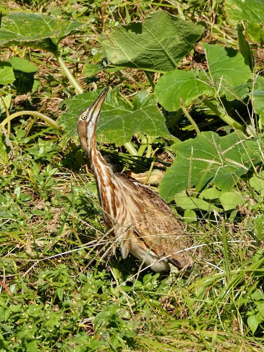 American Bittern - ML645499768