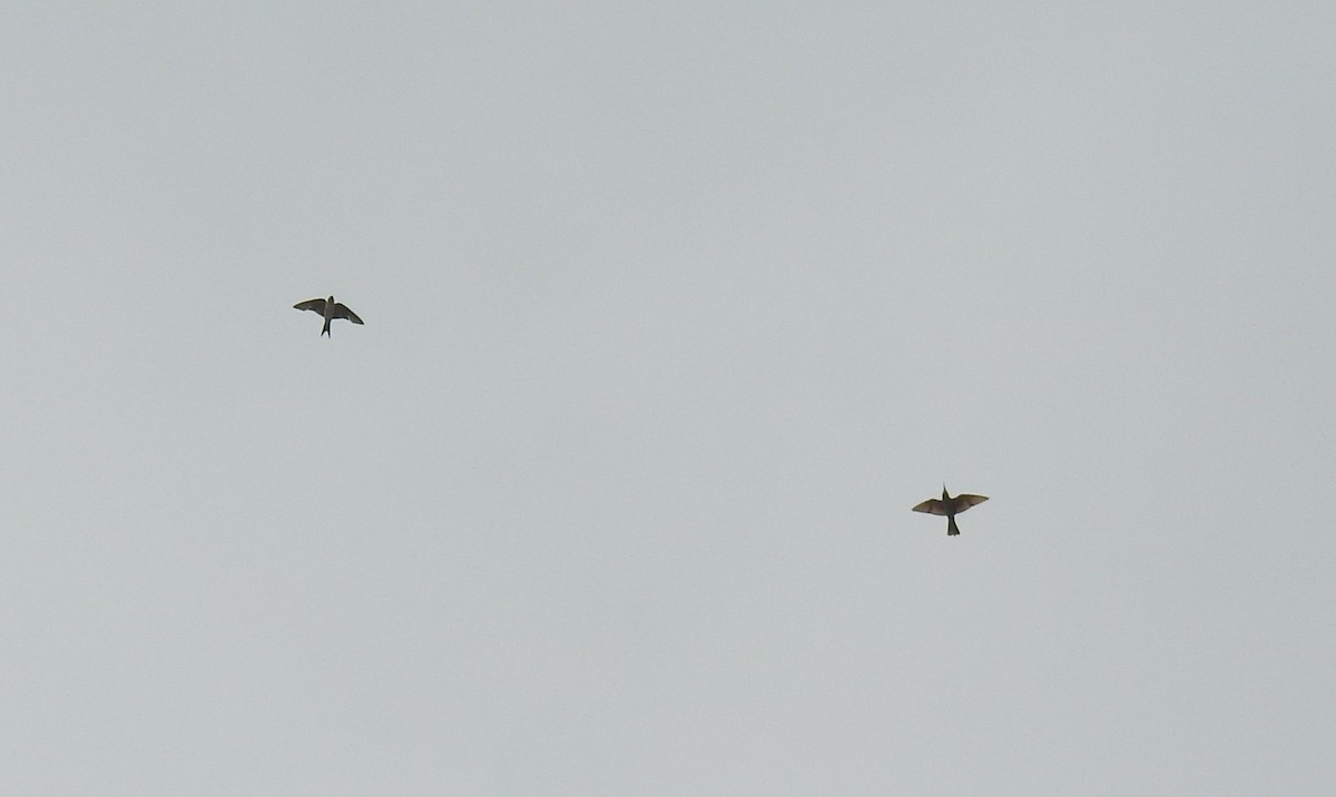 שרקרק ירוק - ML645499780