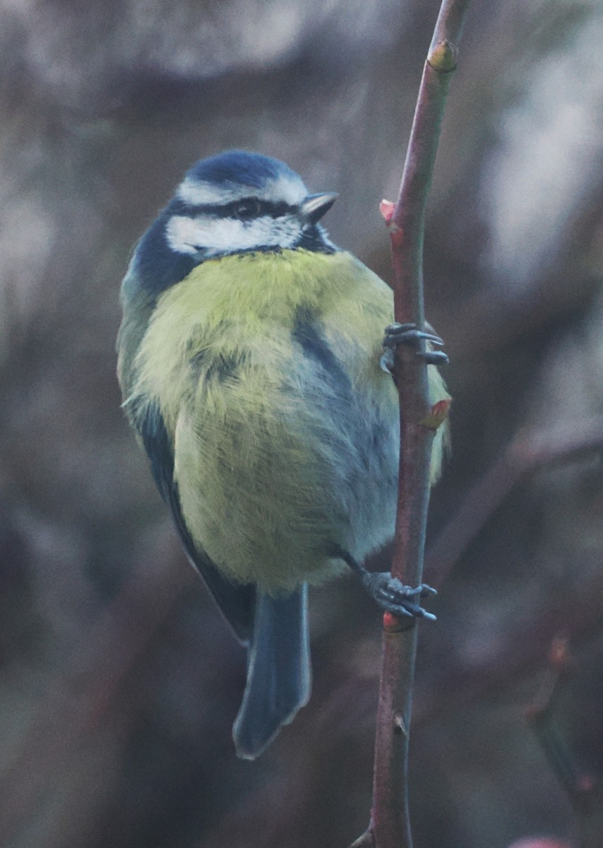 Eurasian Blue Tit - ML645499783
