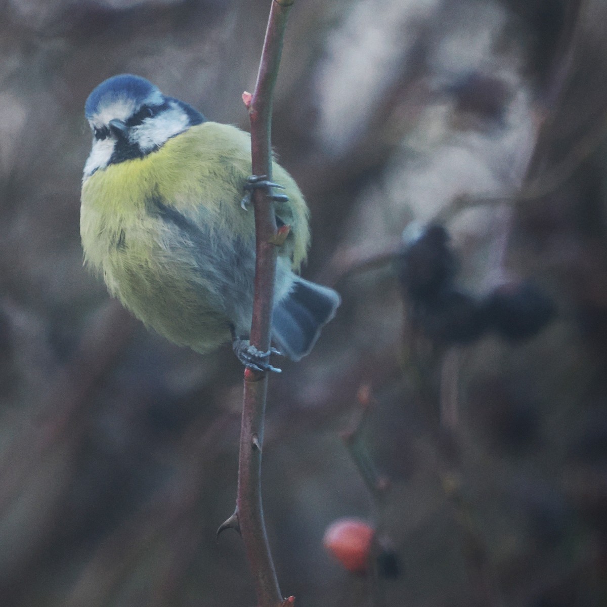 Eurasian Blue Tit - ML645499784