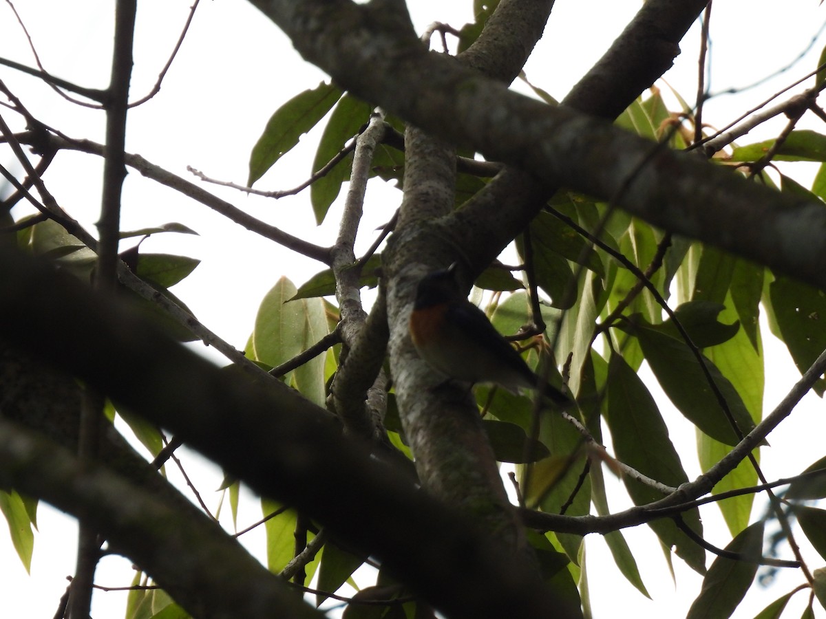 Blue-throated Flycatcher - ML645499785