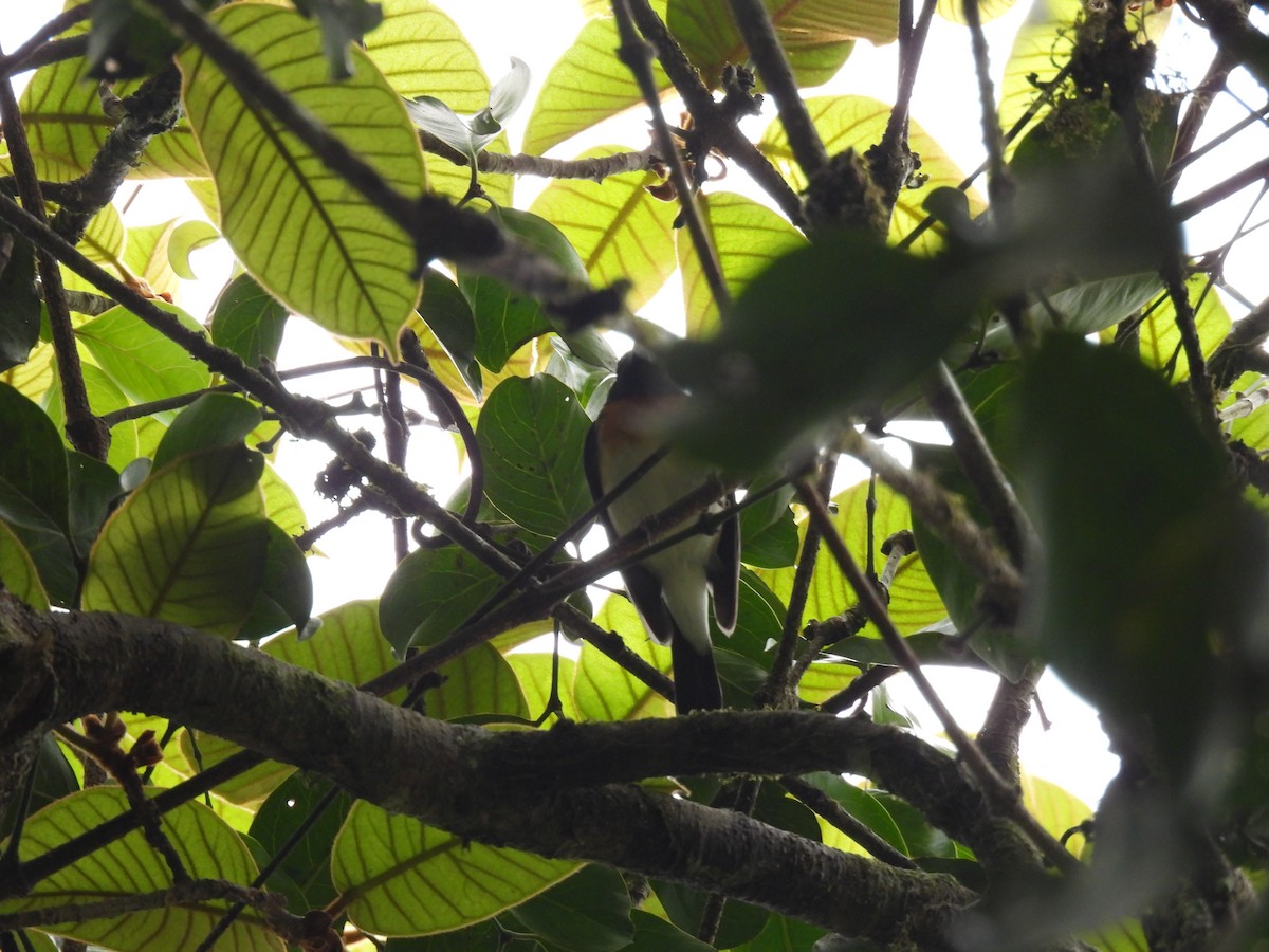 Blue-throated Flycatcher - ML645499786