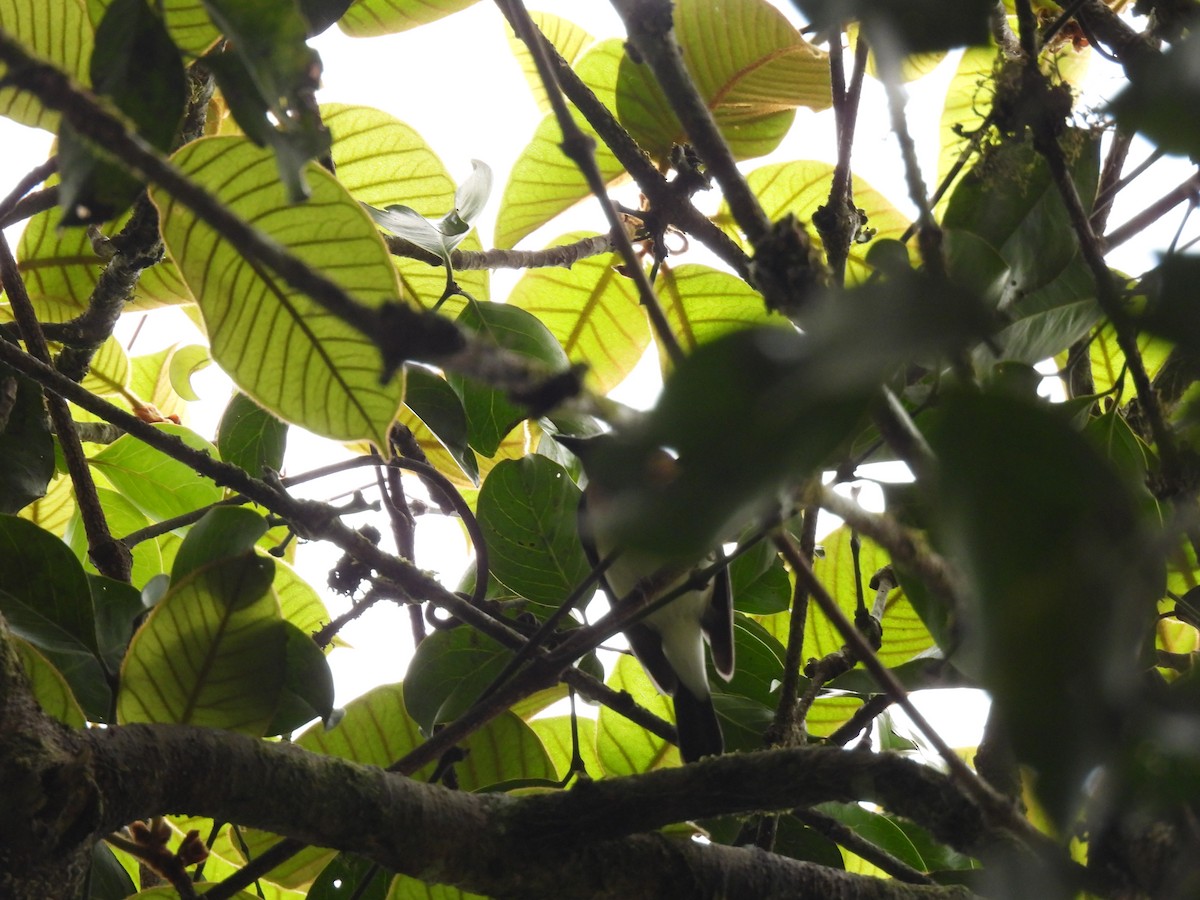 Blue-throated Flycatcher - ML645499787