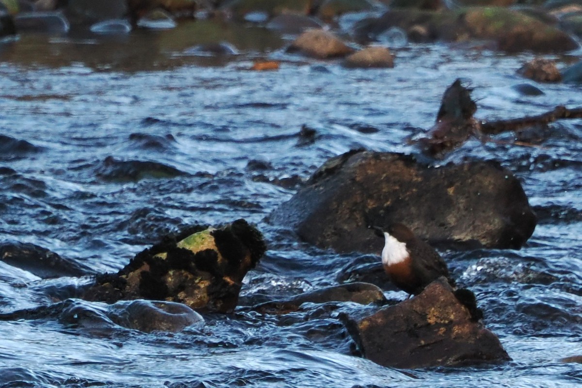 White-throated Dipper - ML645499794